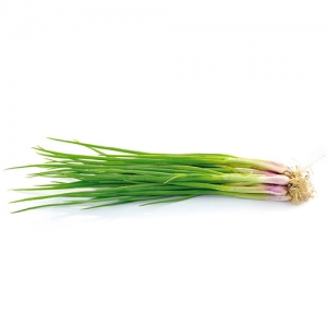 Spring Onion